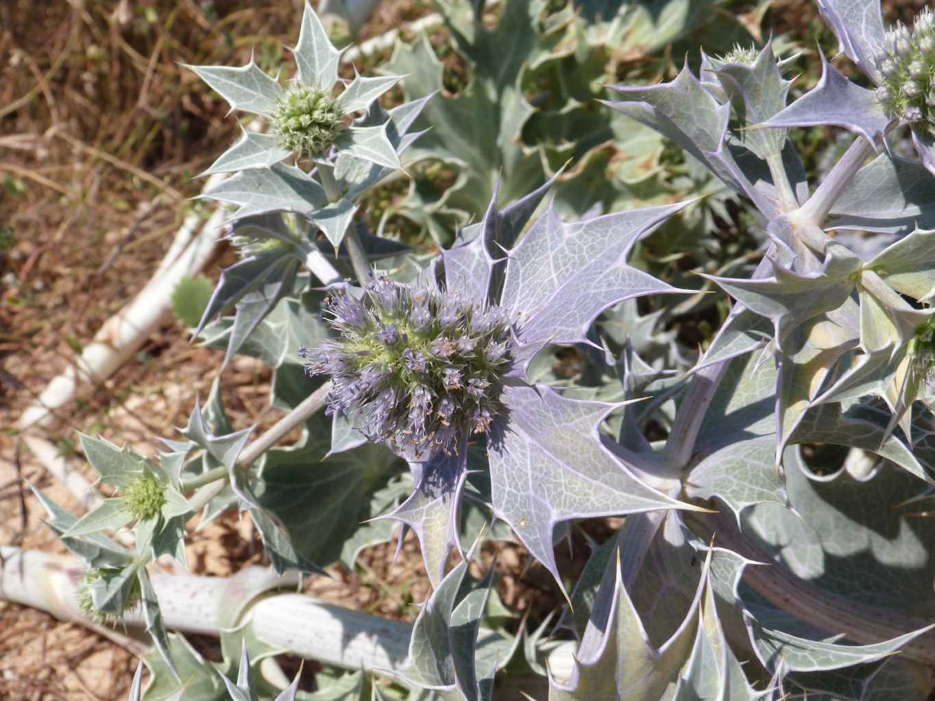 Eryngium maritimum con foglie violacee